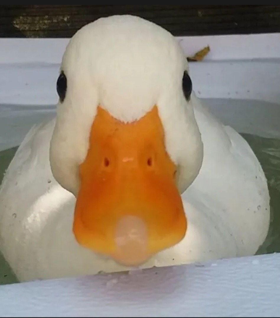 Profil de Wilan, 21 ans, Rencontre Mature à Wolper